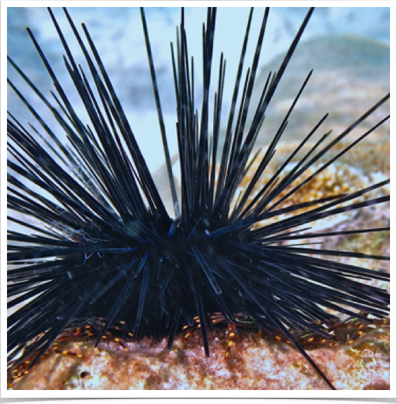 The non-indigenous Black Long-Spine Sea Urchin (Diadema setosum) - is on the verge of colonizing the Mediterranean Sea.
